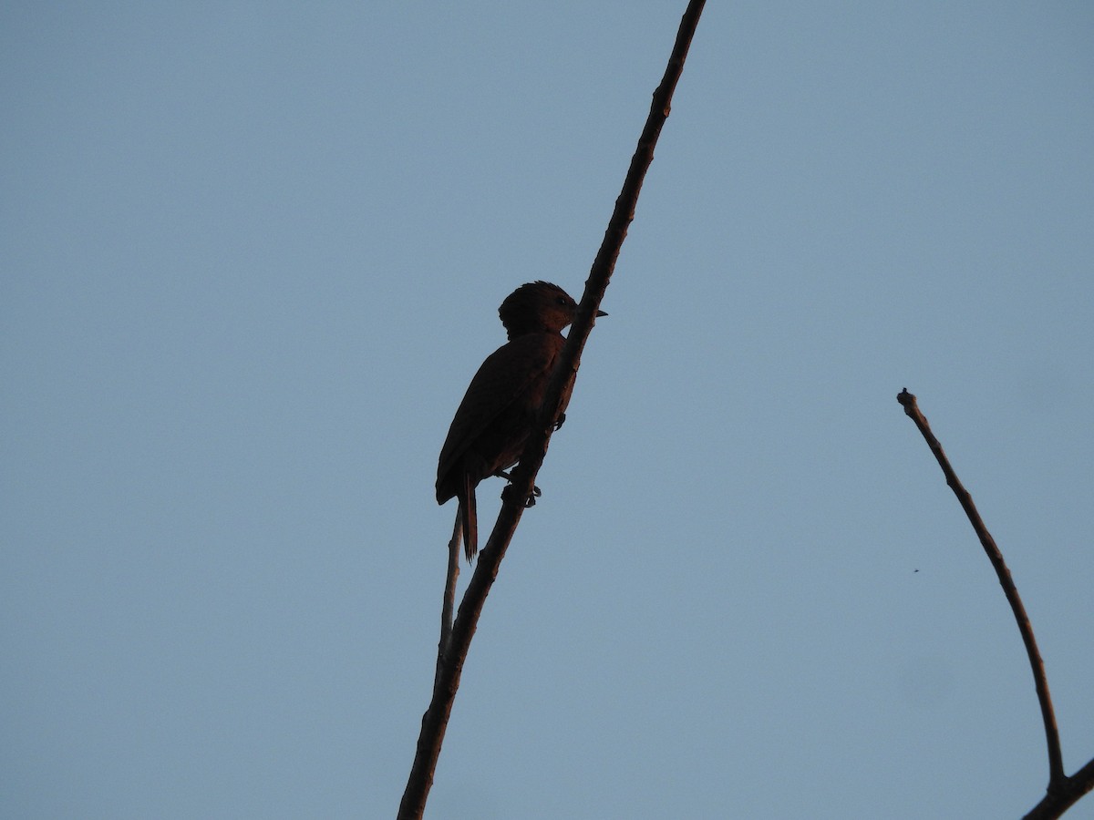 Rufous Woodpecker - ML614814593