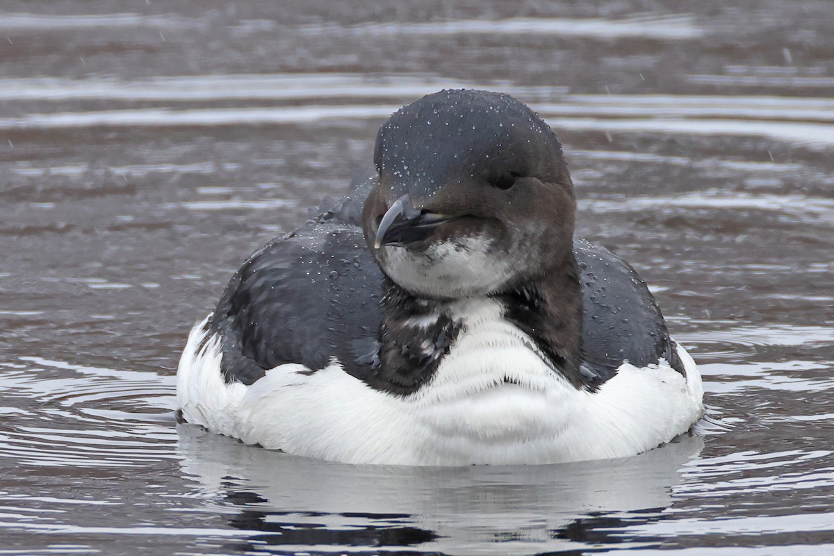 Thick-billed Murre - ML614814614