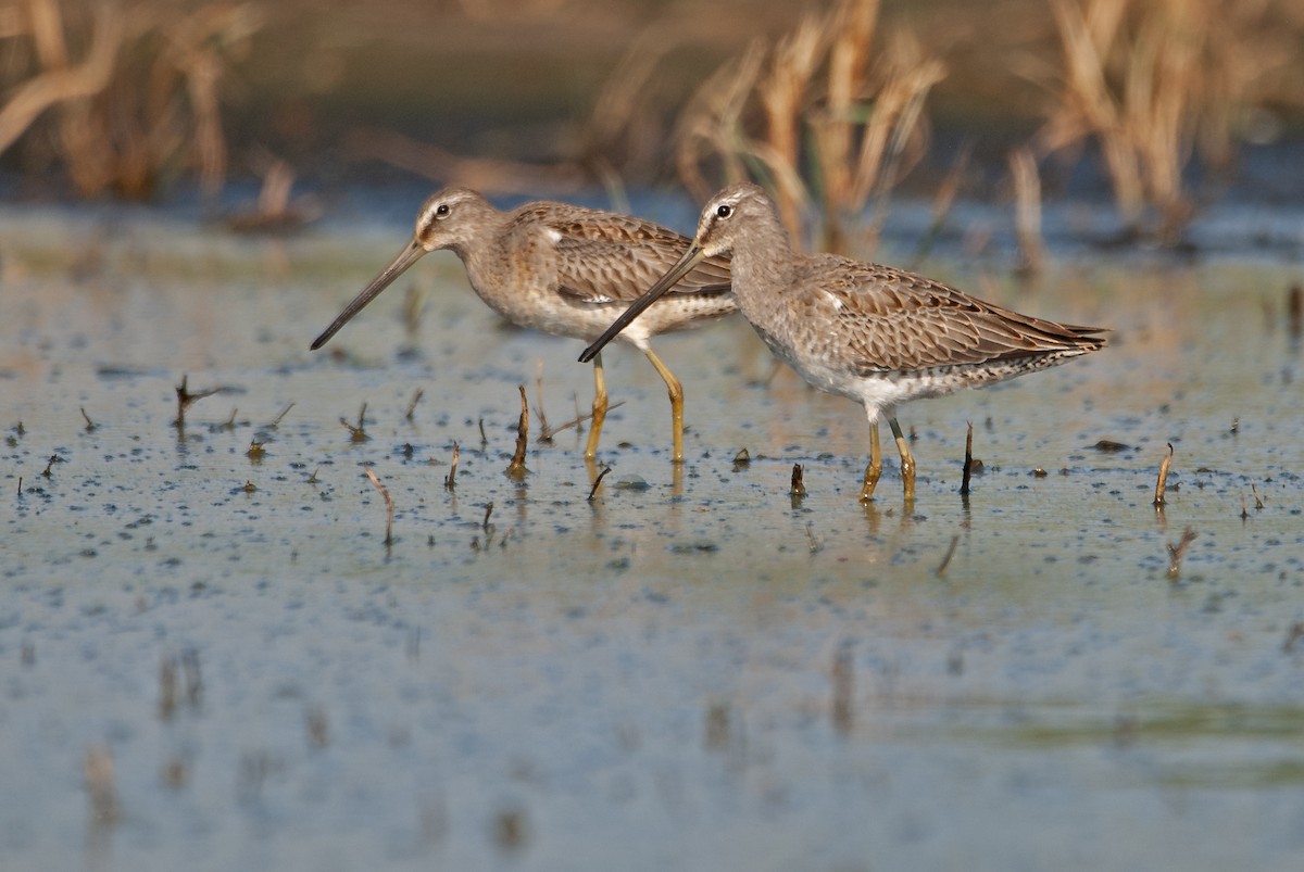 Long-billed Dowitcher - ML614814905