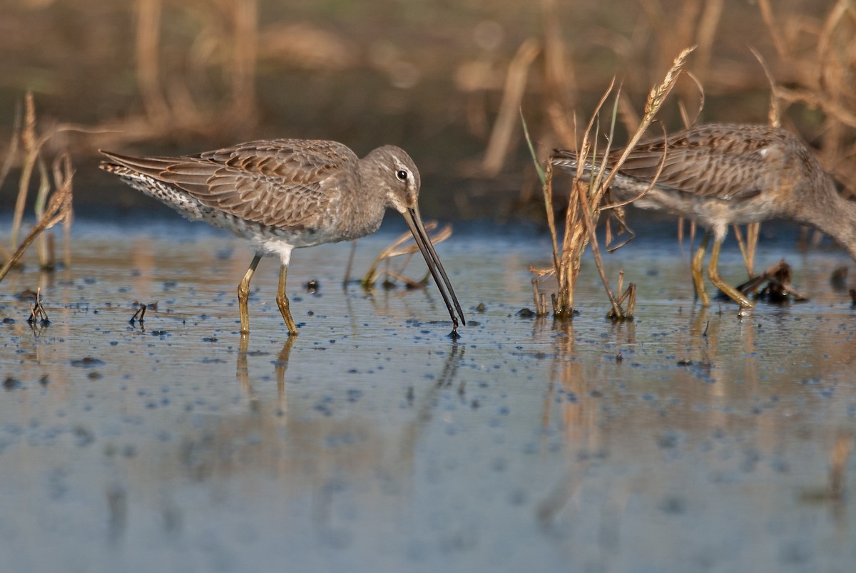 Long-billed Dowitcher - ML614814906
