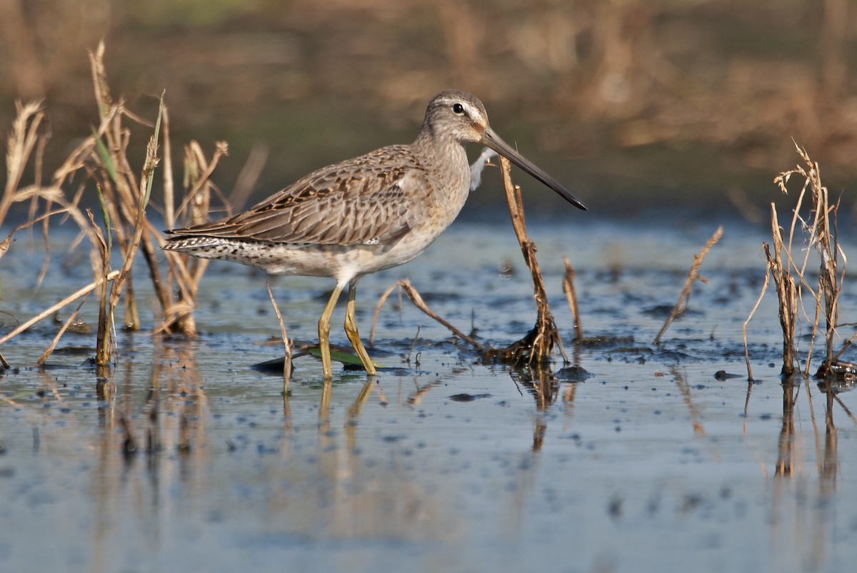 Long-billed Dowitcher - ML614814907