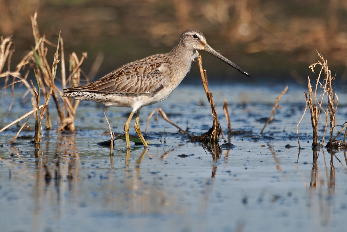 Long-billed Dowitcher - ML614814908