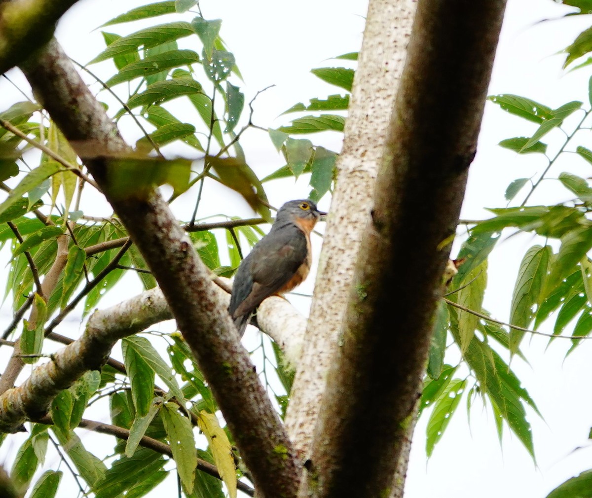 Brush Cuckoo (Sunda) - ML614815023