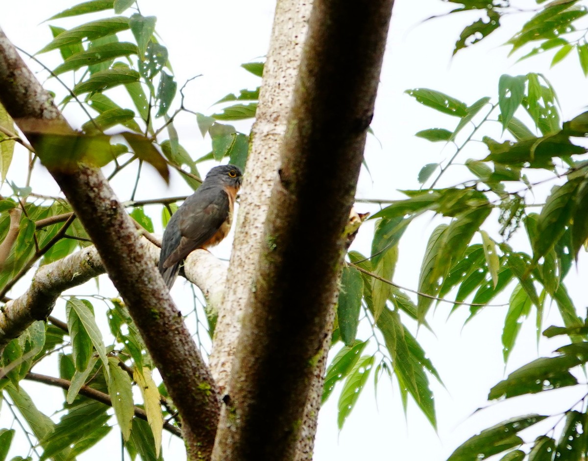 Brush Cuckoo (Sunda) - ML614815025