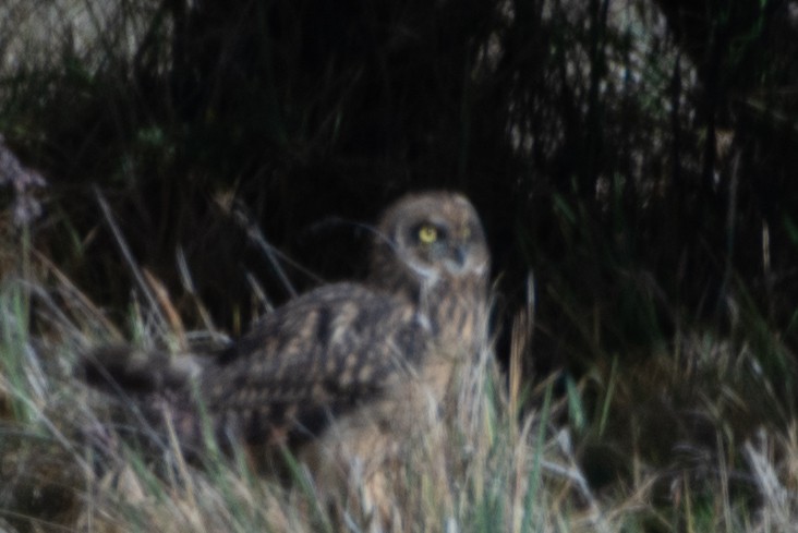 Short-eared Owl - ML614815385