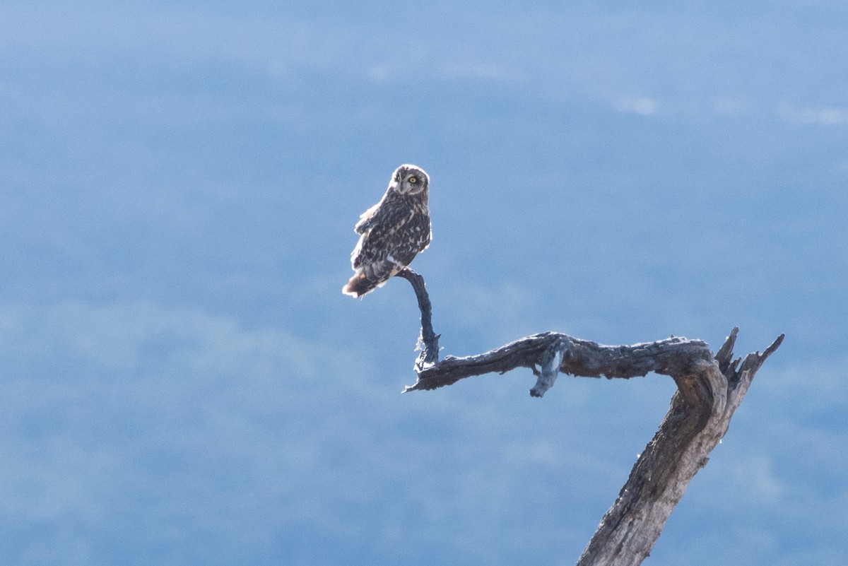 Short-eared Owl - ML614815386