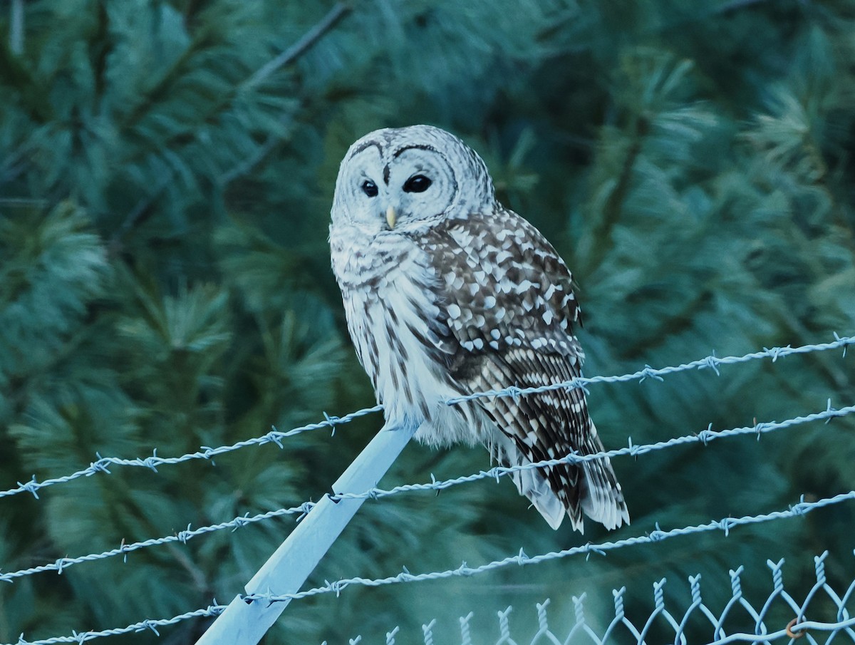 Barred Owl - ML614815408