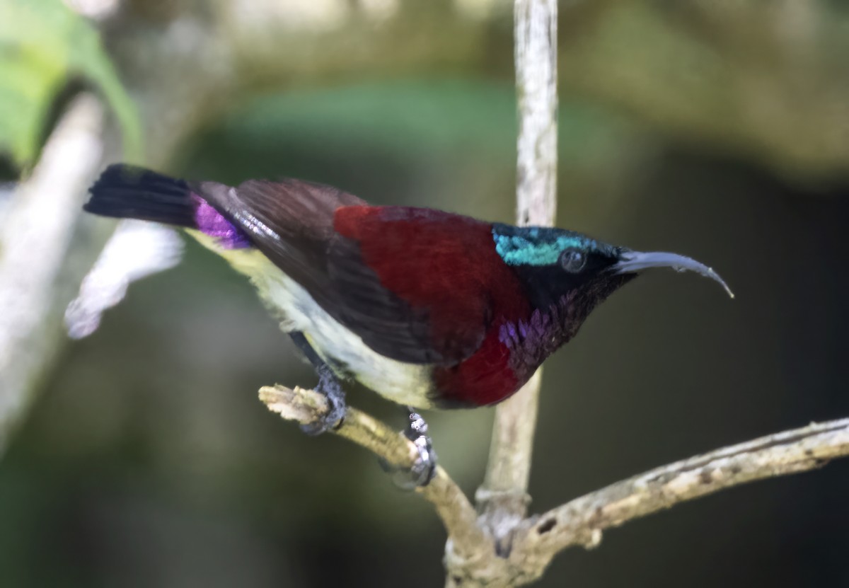 Crimson-backed Sunbird - Sourav Halder