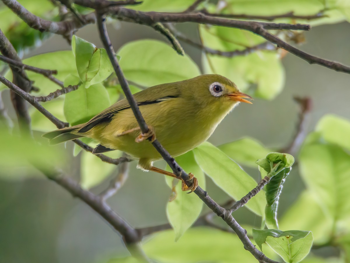 Rota White-eye - Zosterops rotensis - Birds of the World