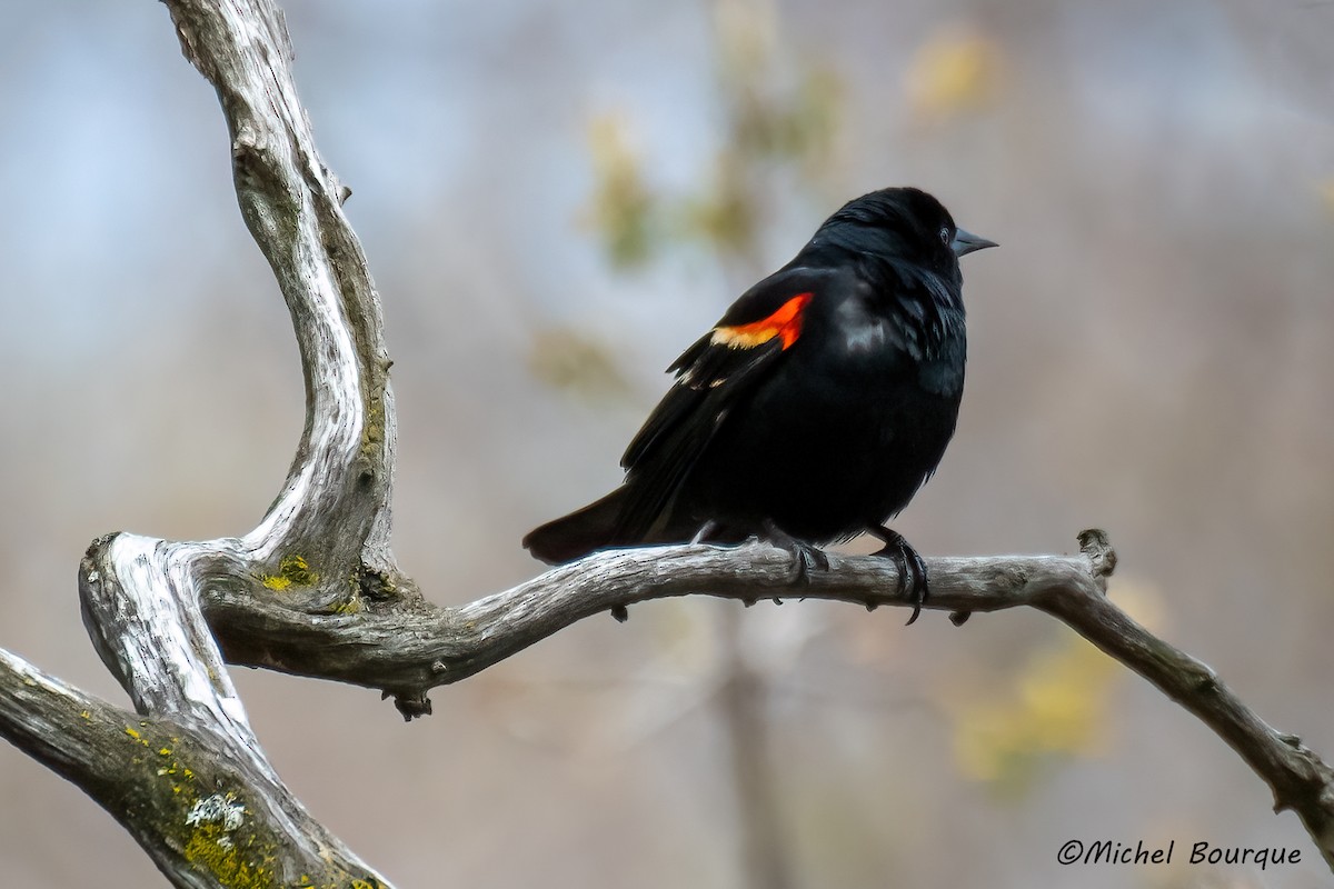 Red-winged Blackbird - Michel Bourque