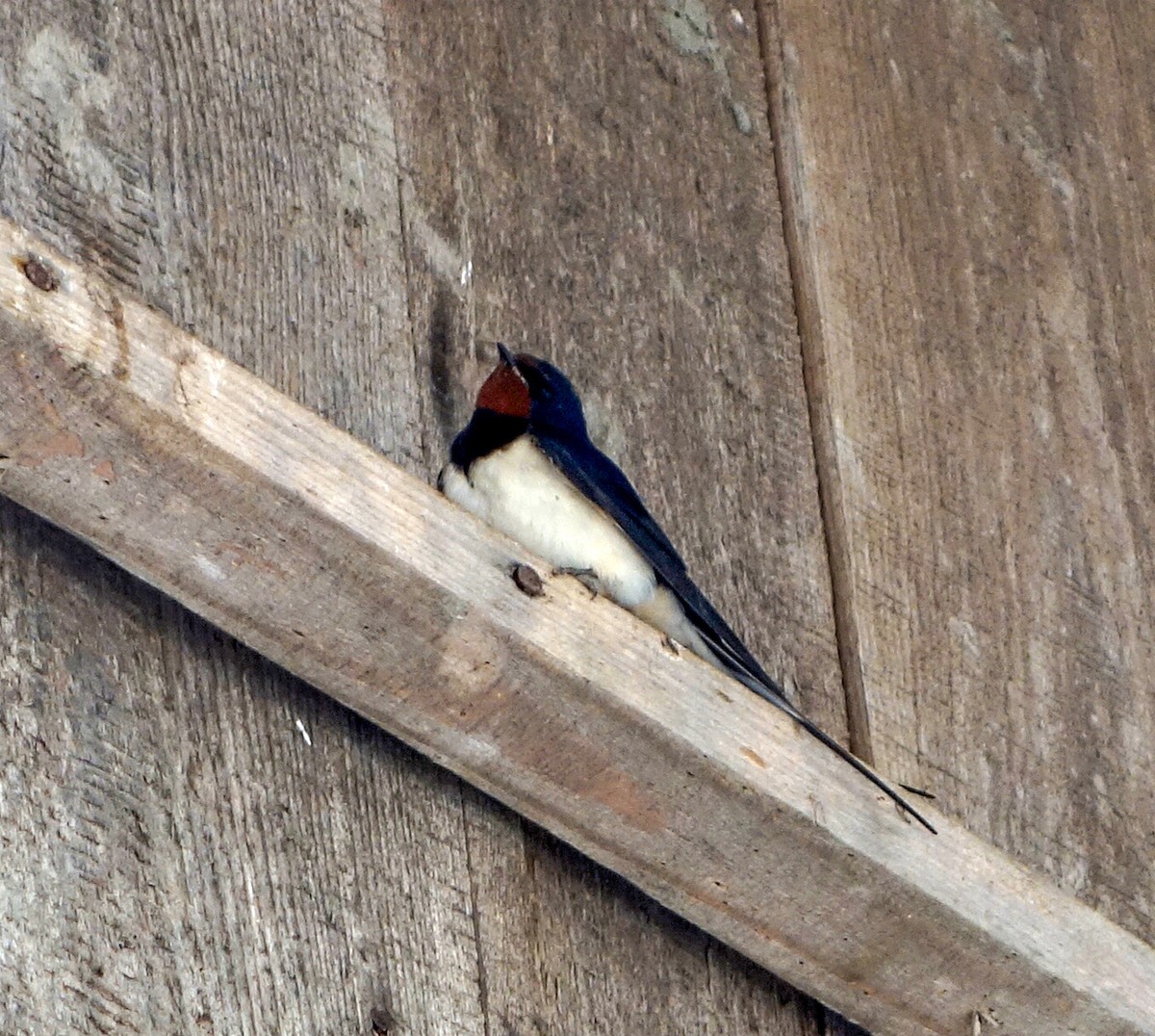 Barn Swallow - ML614815759