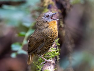  - Rufous-throated Wren-Babbler
