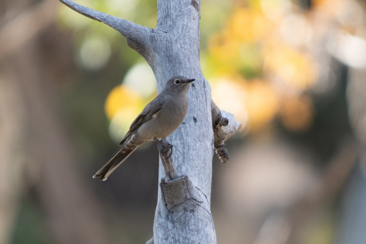 Townsend's Solitaire - ML614815961
