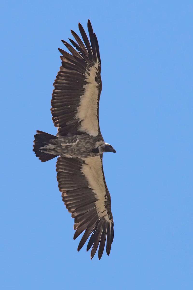 White-backed Vulture - Yonatan Gordon