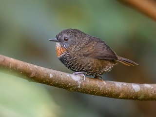  - Mishmi Wren-Babbler