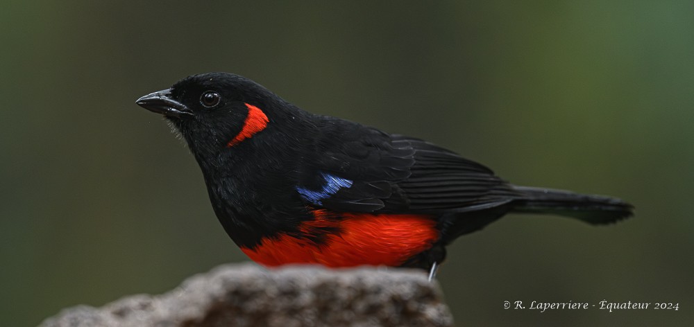 Scarlet-bellied Mountain Tanager - ML614816081