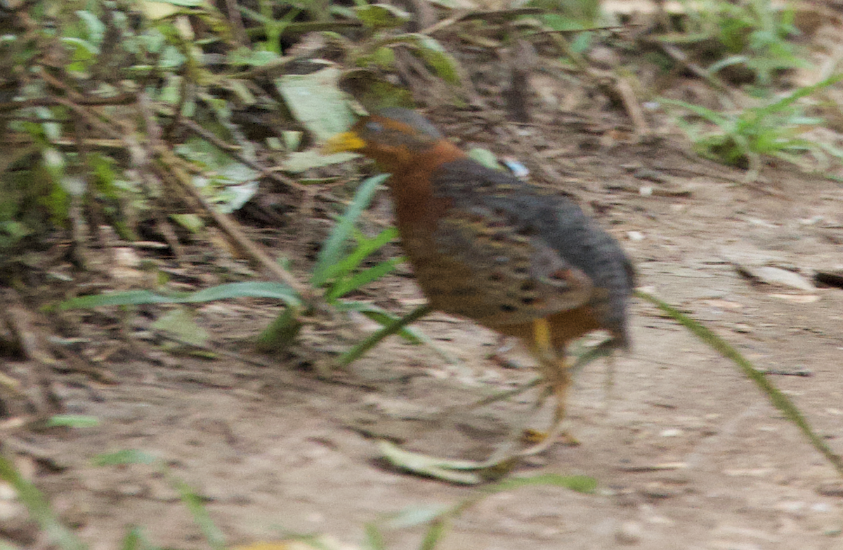 Red-backed Buttonquail - ML614816089