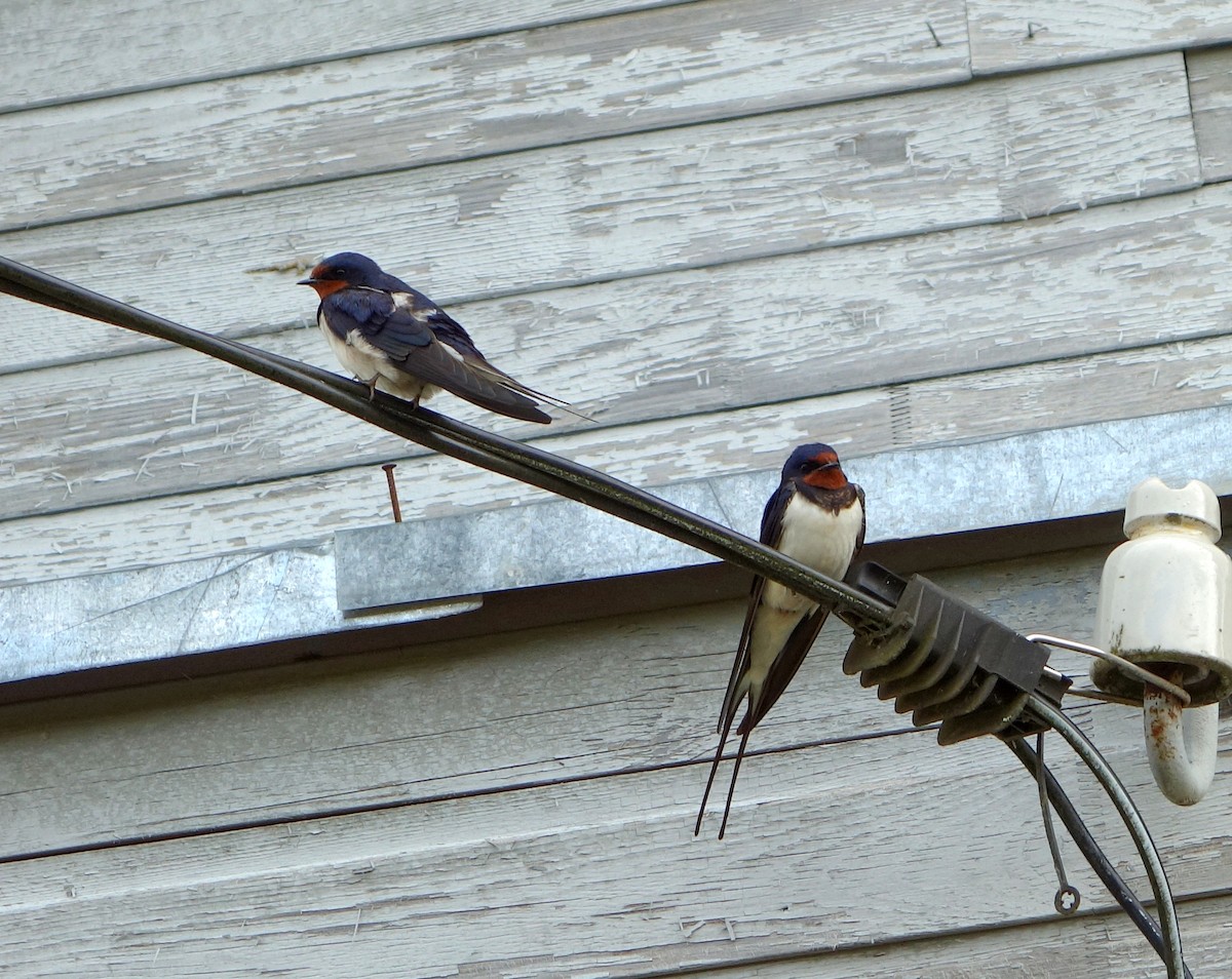 Barn Swallow - ML614816175