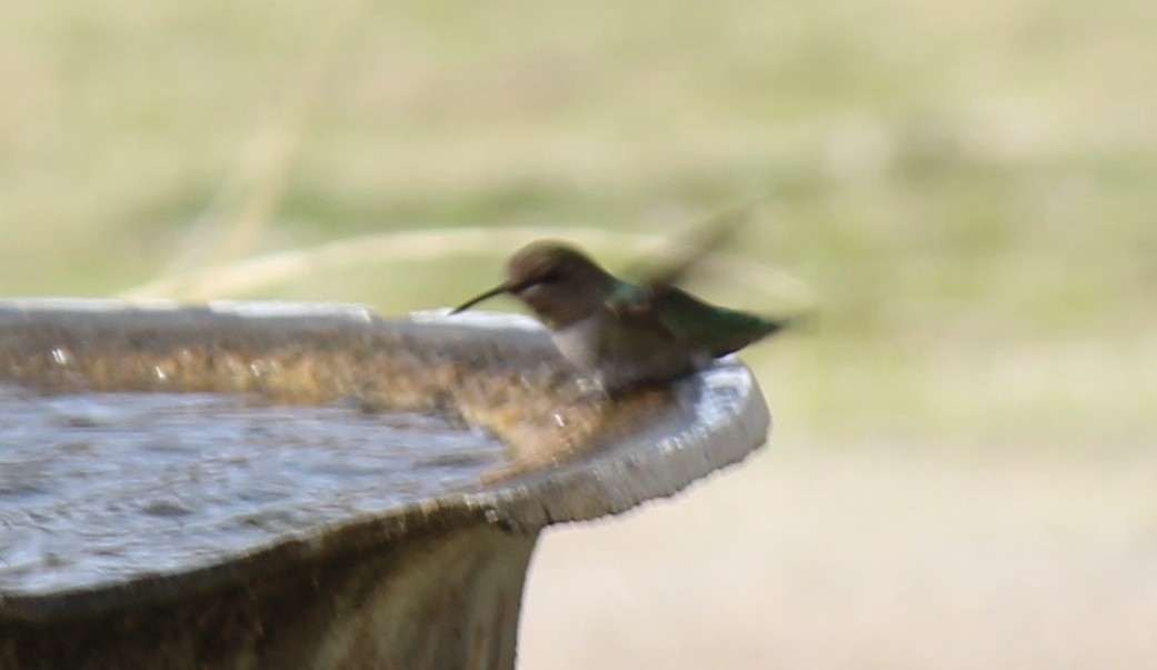 Anna's Hummingbird - ML614816254