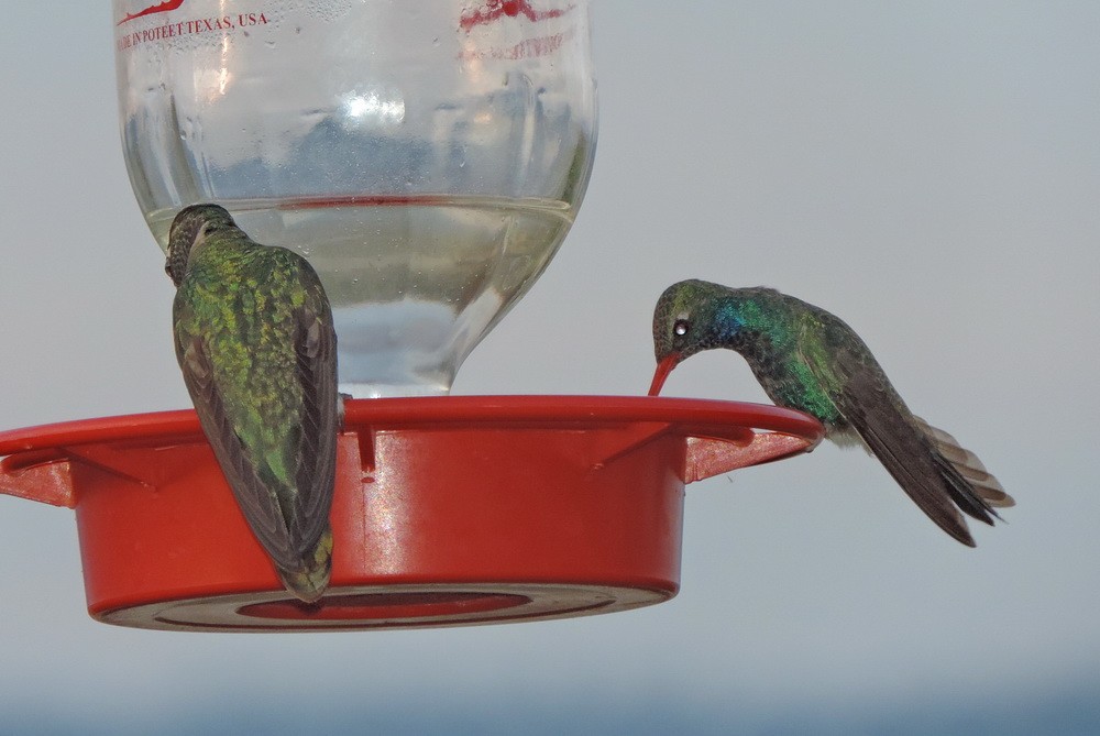 Broad-billed Hummingbird - ML614816345