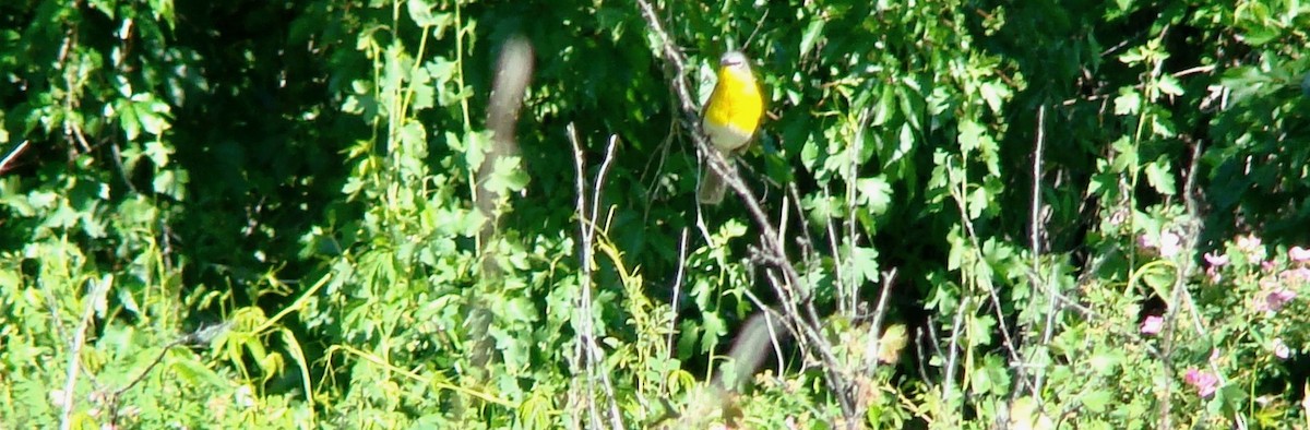 Yellow-breasted Chat - ML614816356