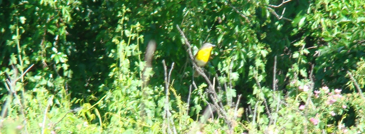 Yellow-breasted Chat - ML614816357