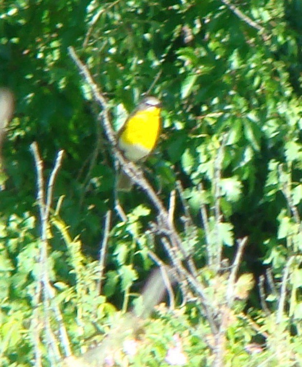 Yellow-breasted Chat - ML614816358