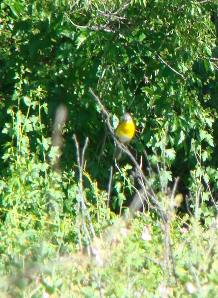 Yellow-breasted Chat - ML614816359