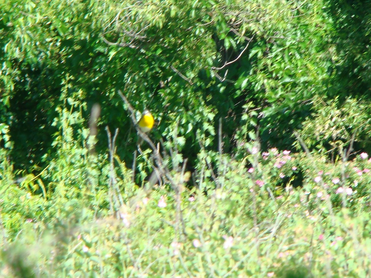 Yellow-breasted Chat - ML614816360