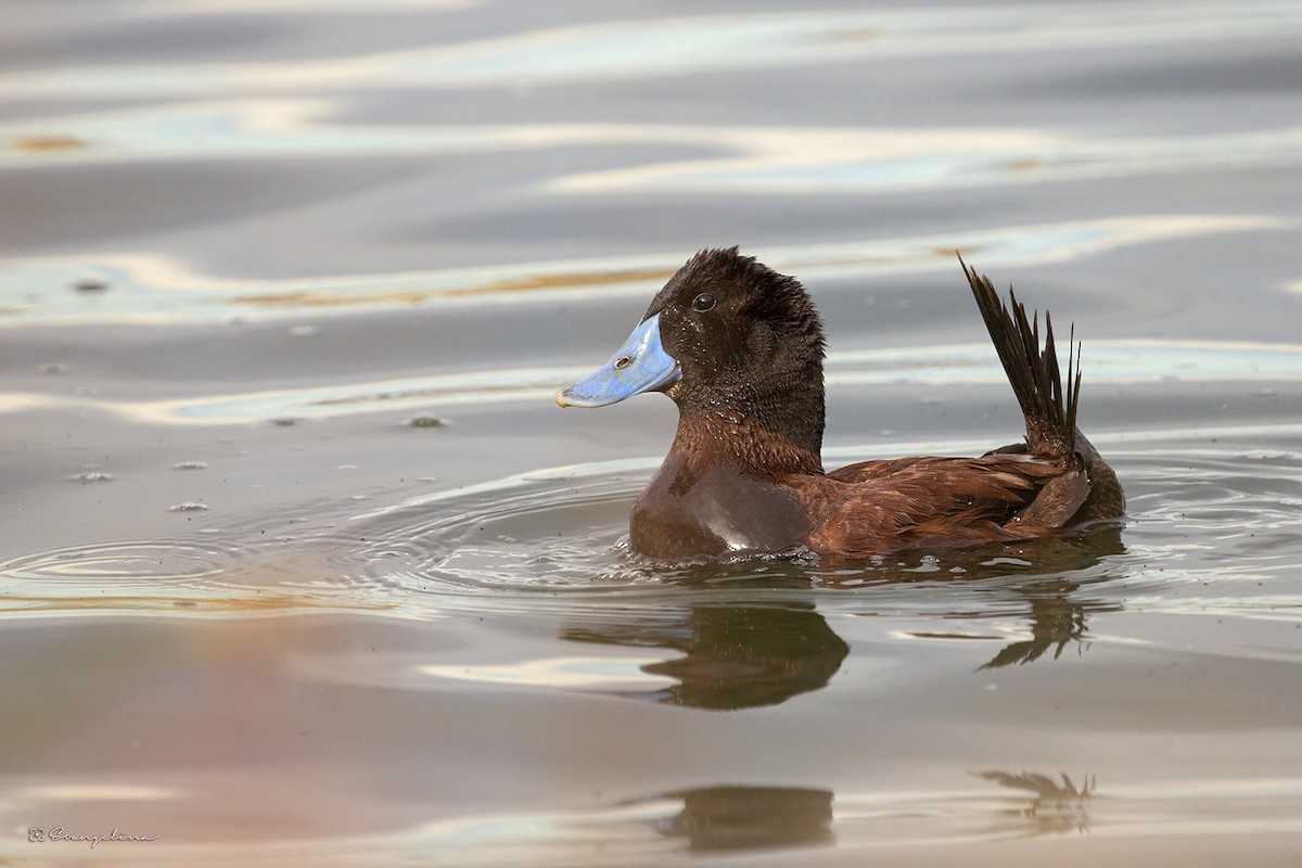 Andean Duck - ML614816371