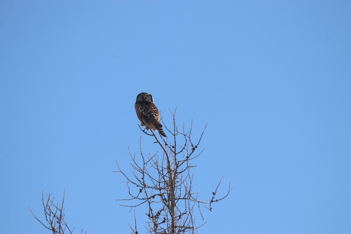 Northern Hawk Owl - ML614816390