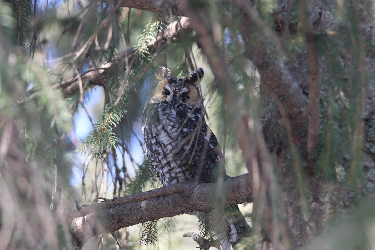 Long-eared Owl - ML614816460