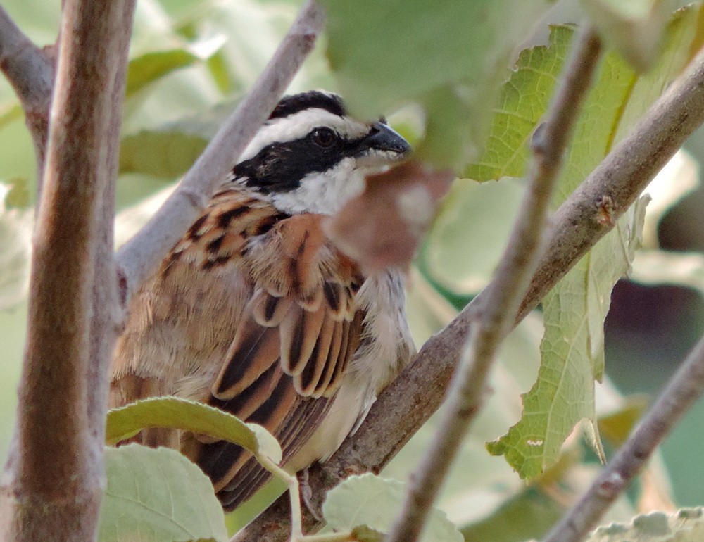 Stripe-headed Sparrow - Claus Holzapfel
