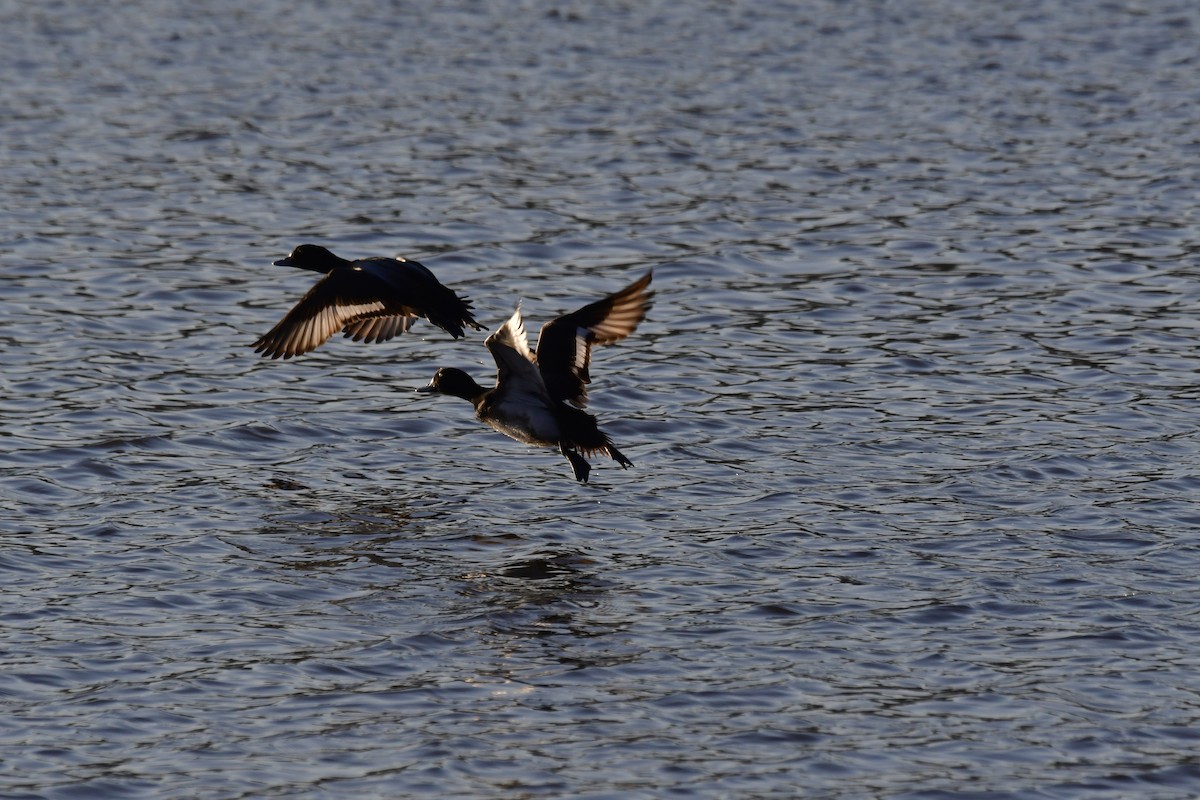 Greater Scaup - ML614816643