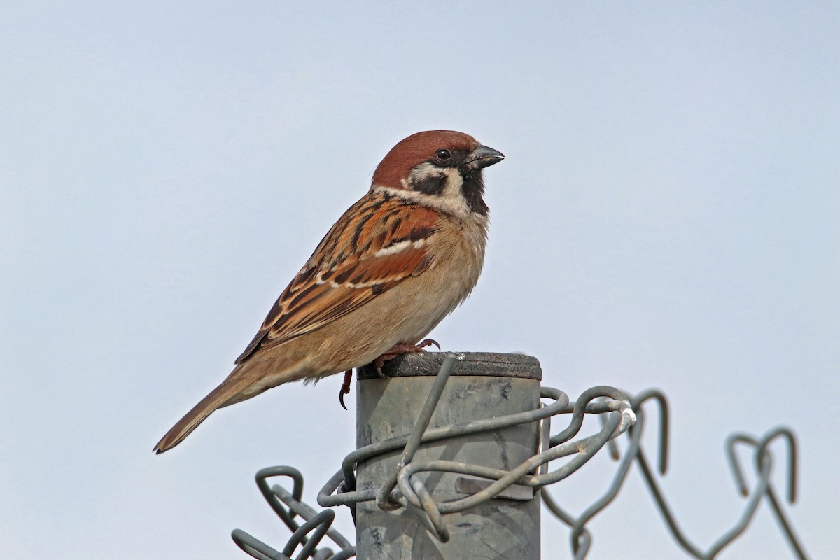 Eurasian Tree Sparrow - ML614816660