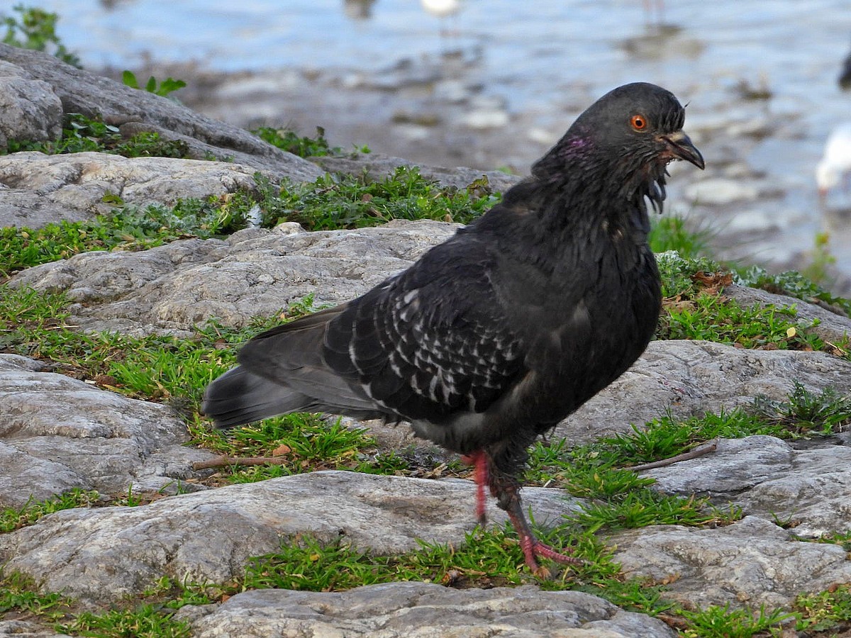 Rock Pigeon (Feral Pigeon) - ML614816745