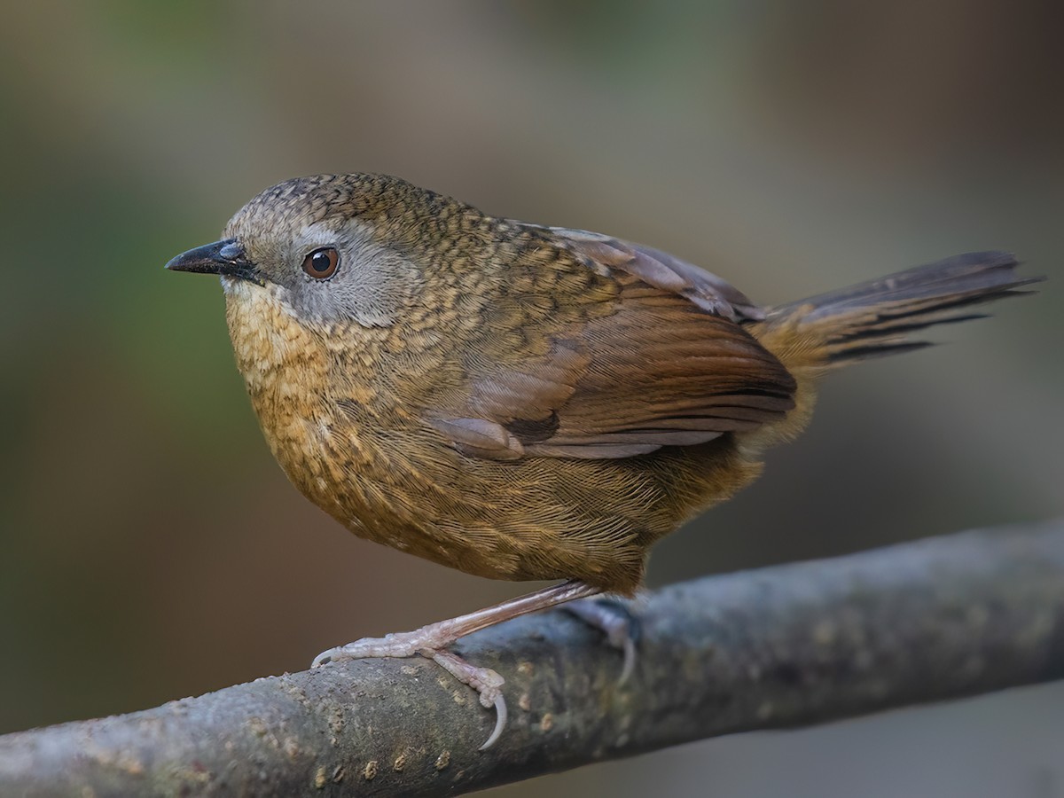 Tawny-breasted Wren-Babbler - Spelaeornis longicaudatus - Birds of the ...