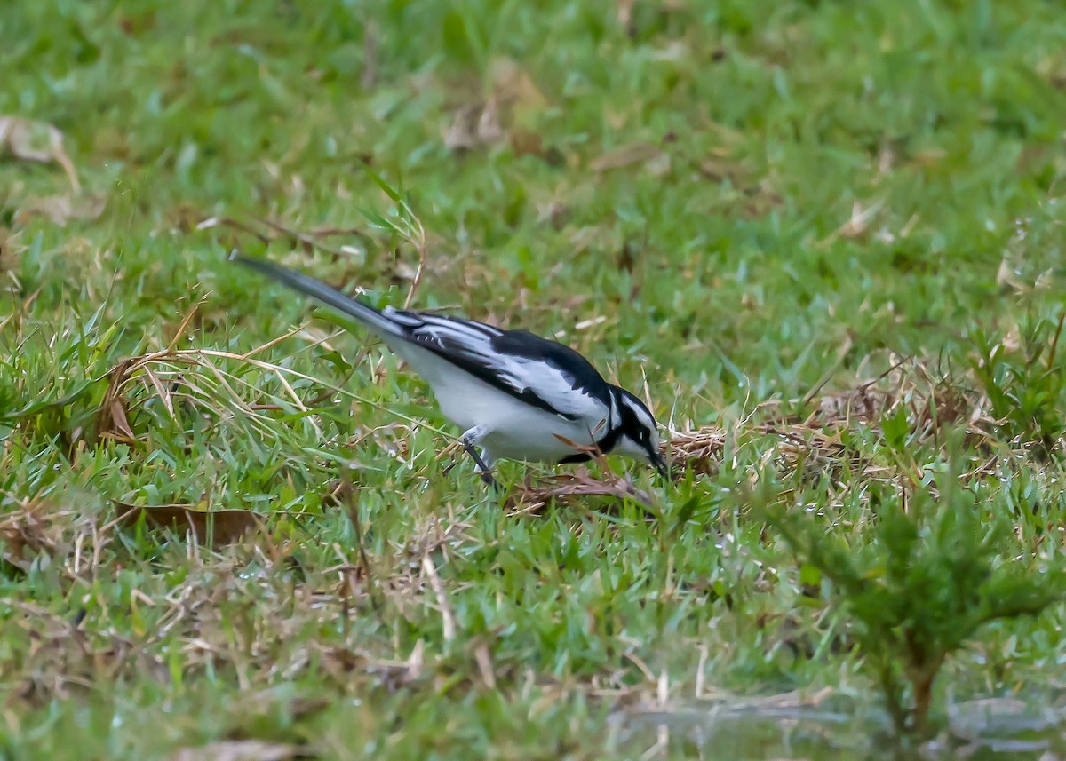 African Pied Wagtail - ML614816792