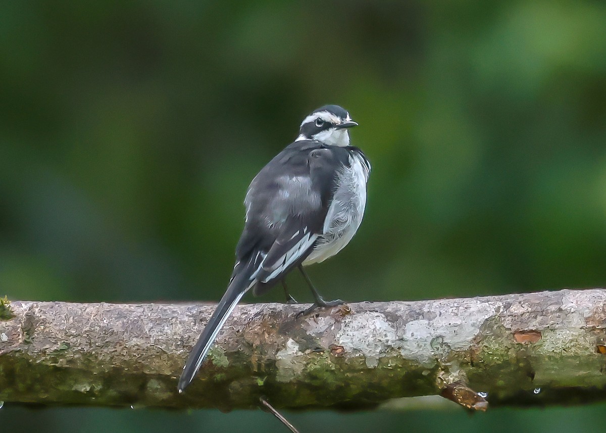 African Pied Wagtail - ML614816797