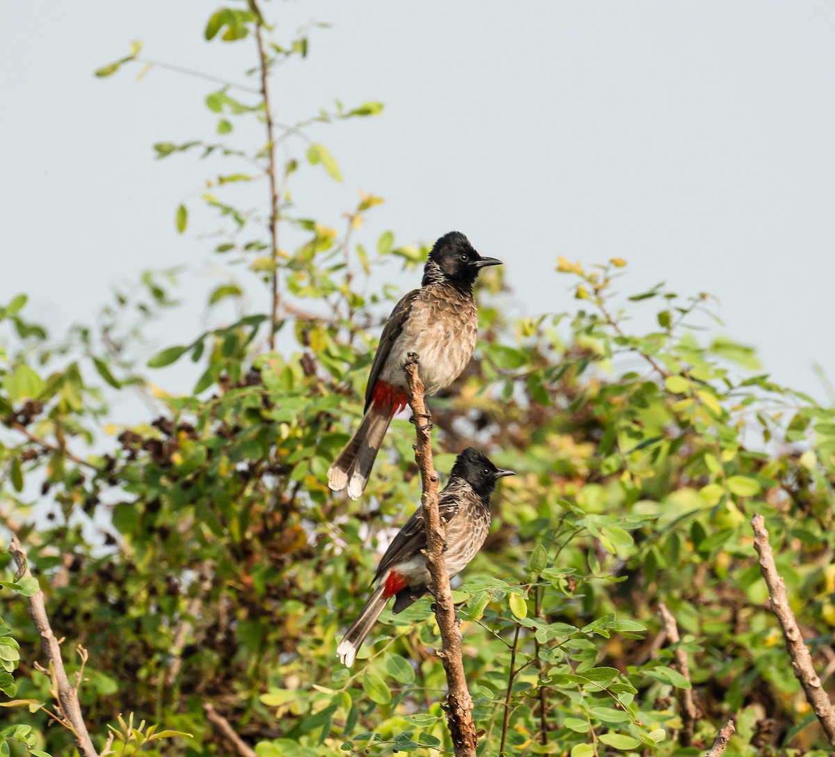 Red-vented Bulbul - ML614816948