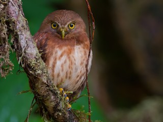  - Cloud-forest Pygmy-Owl