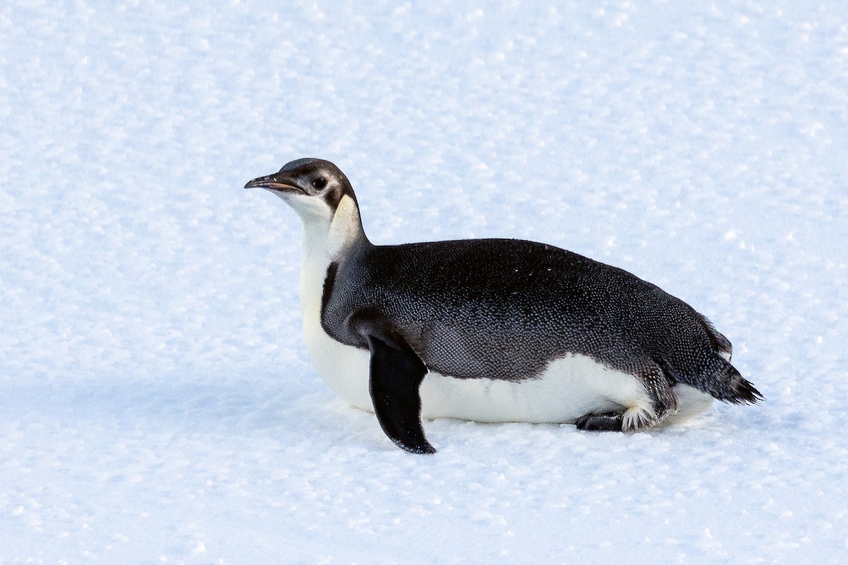 Emperor Penguin - ML614817051