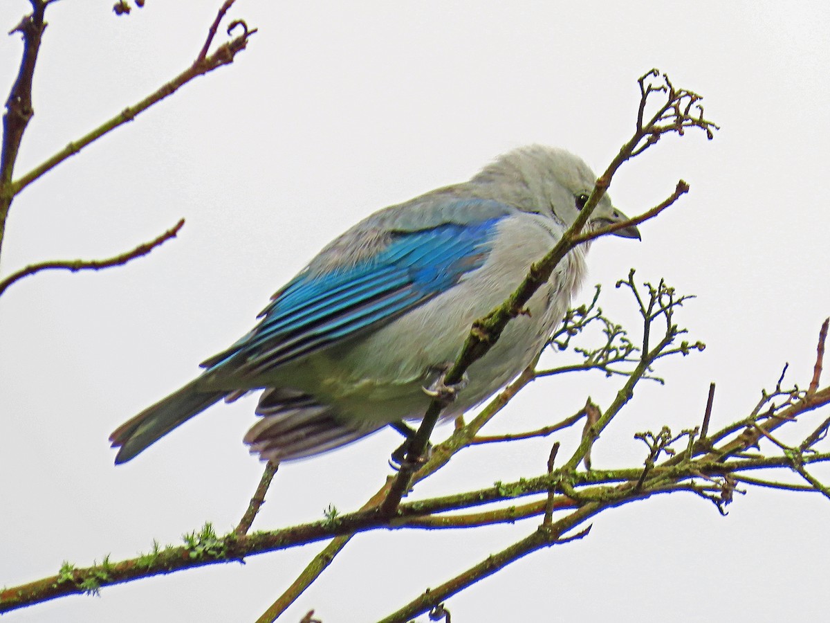 Blue-gray Tanager (Blue-gray) - ML614817065