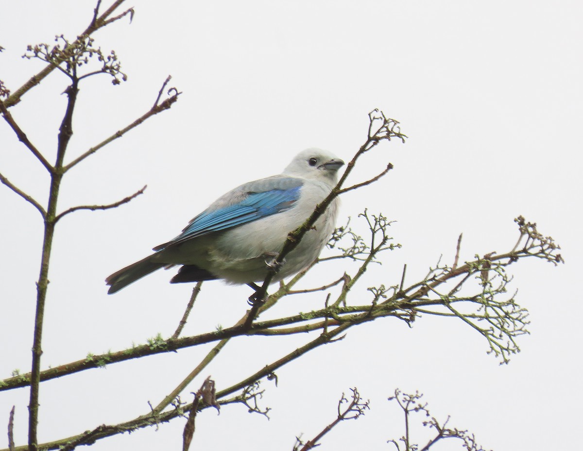 Blue-gray Tanager (Blue-gray) - ML614817068