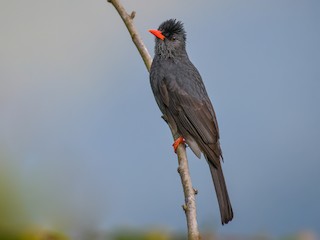  - Square-tailed Bulbul