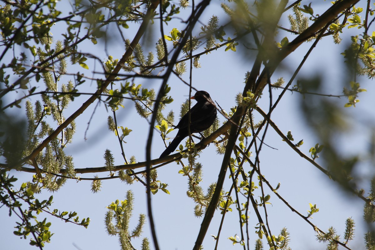 Eurasian Blackbird - ML614817289