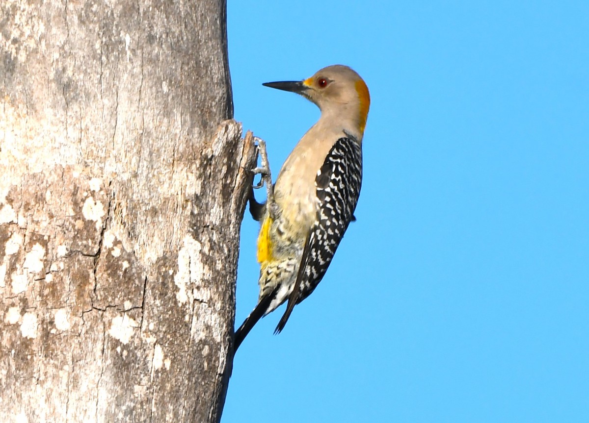 Golden-fronted Woodpecker - ML614817439