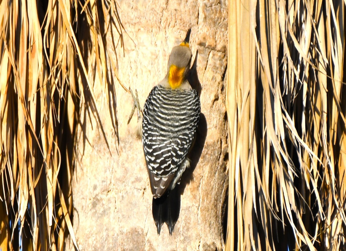 Golden-fronted Woodpecker - ML614817440