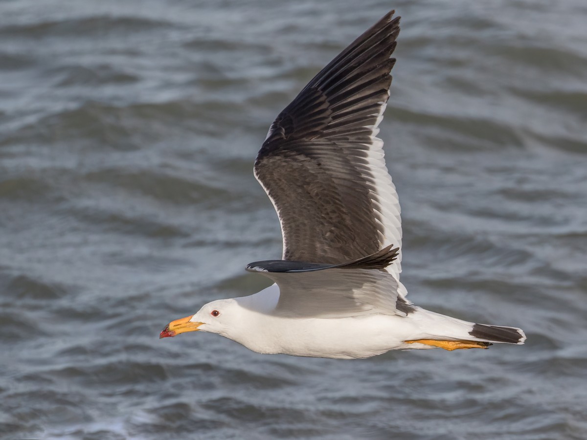 Olrog's Gull - Larus atlanticus - Birds of the World, image size:1200x900