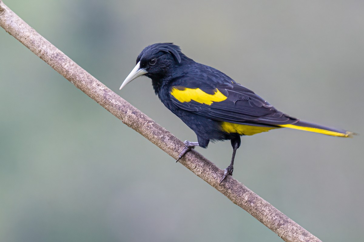 Yellow-winged Cacique - Cynthia Carlson
